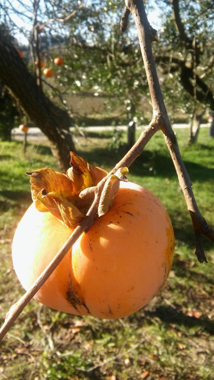 Agriturismo Il Bacucco Montecarotto Eksteriør bilde